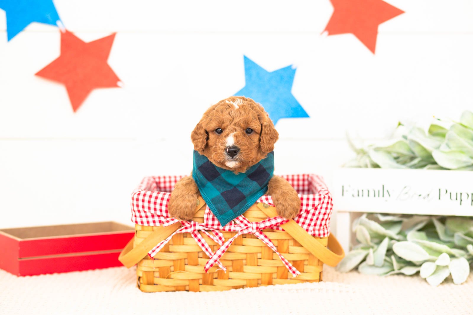 luke goldendoodle for sale(3).jpg