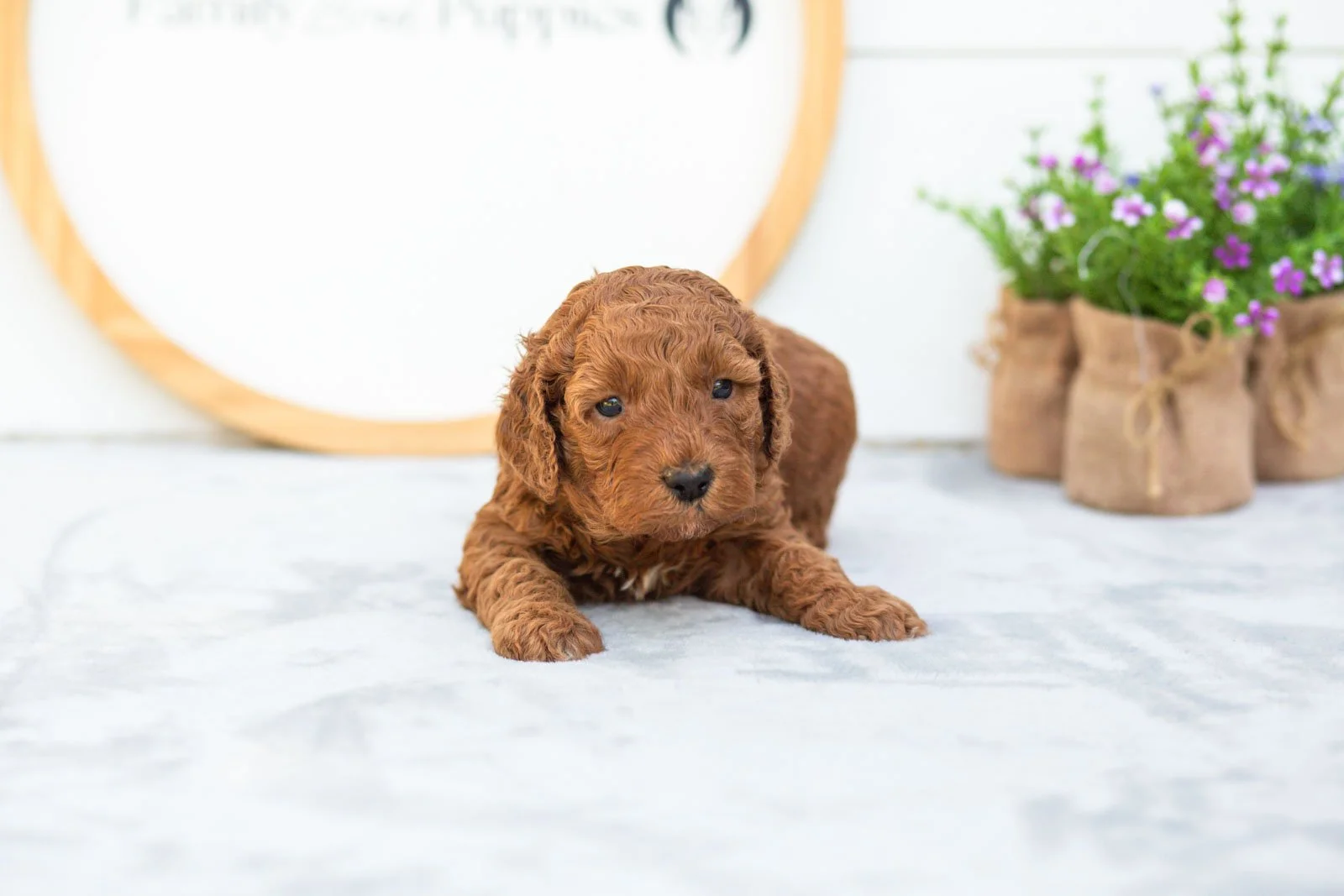 Cocoa goldendoodle for sale(2).jpg