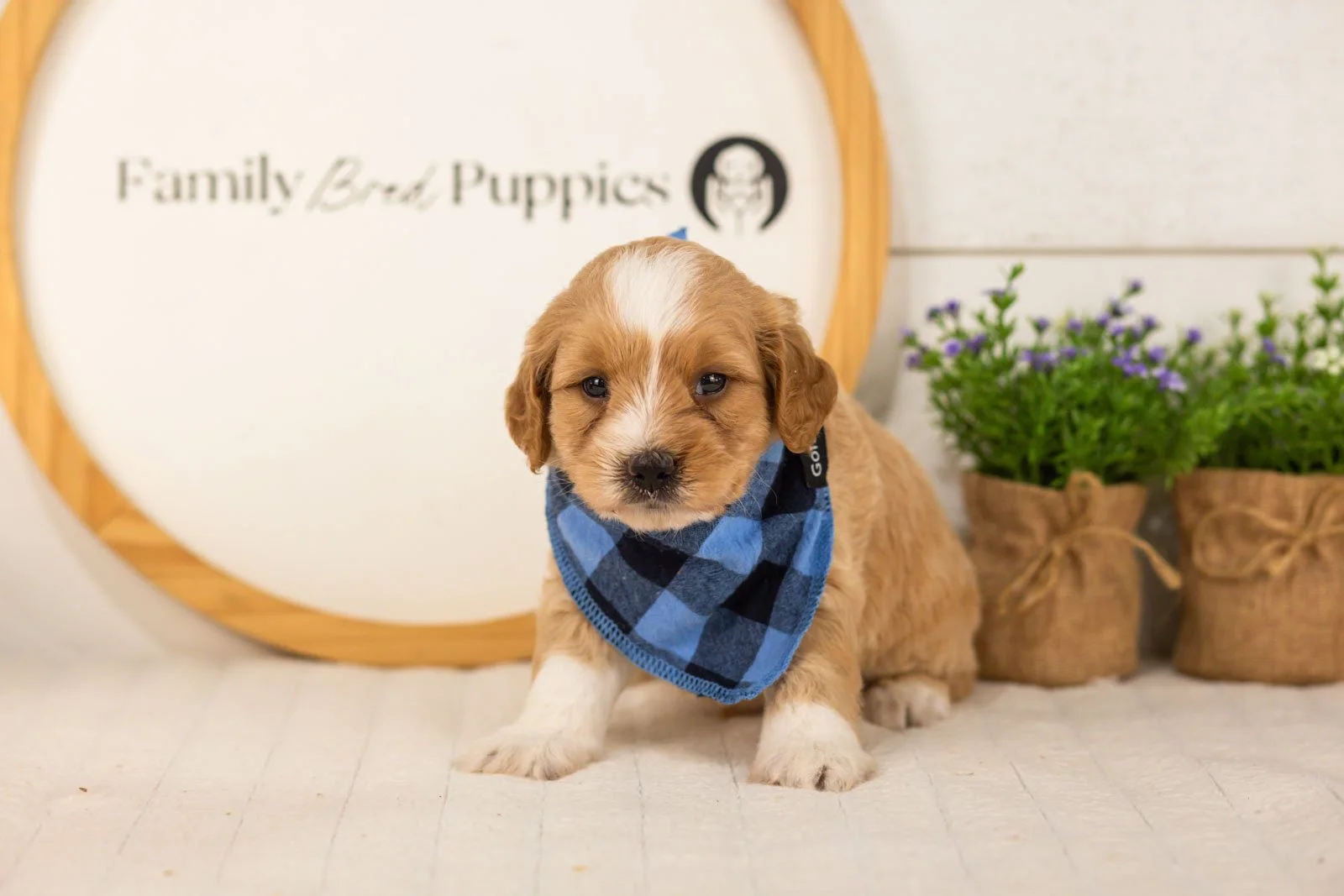 Greg goldendoodle for sale(2).jpg