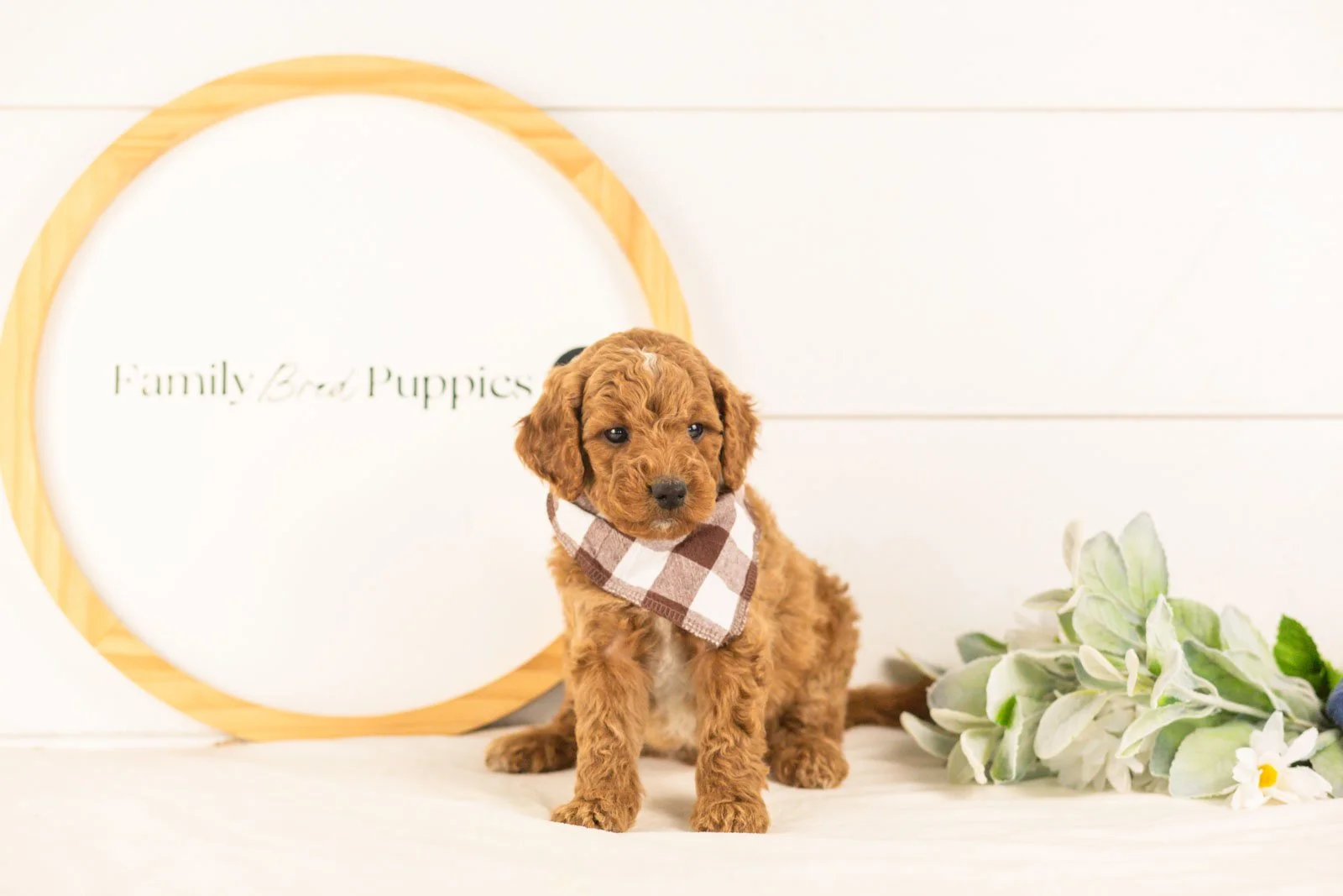 Denali goldendoodle for sale(1).jpg