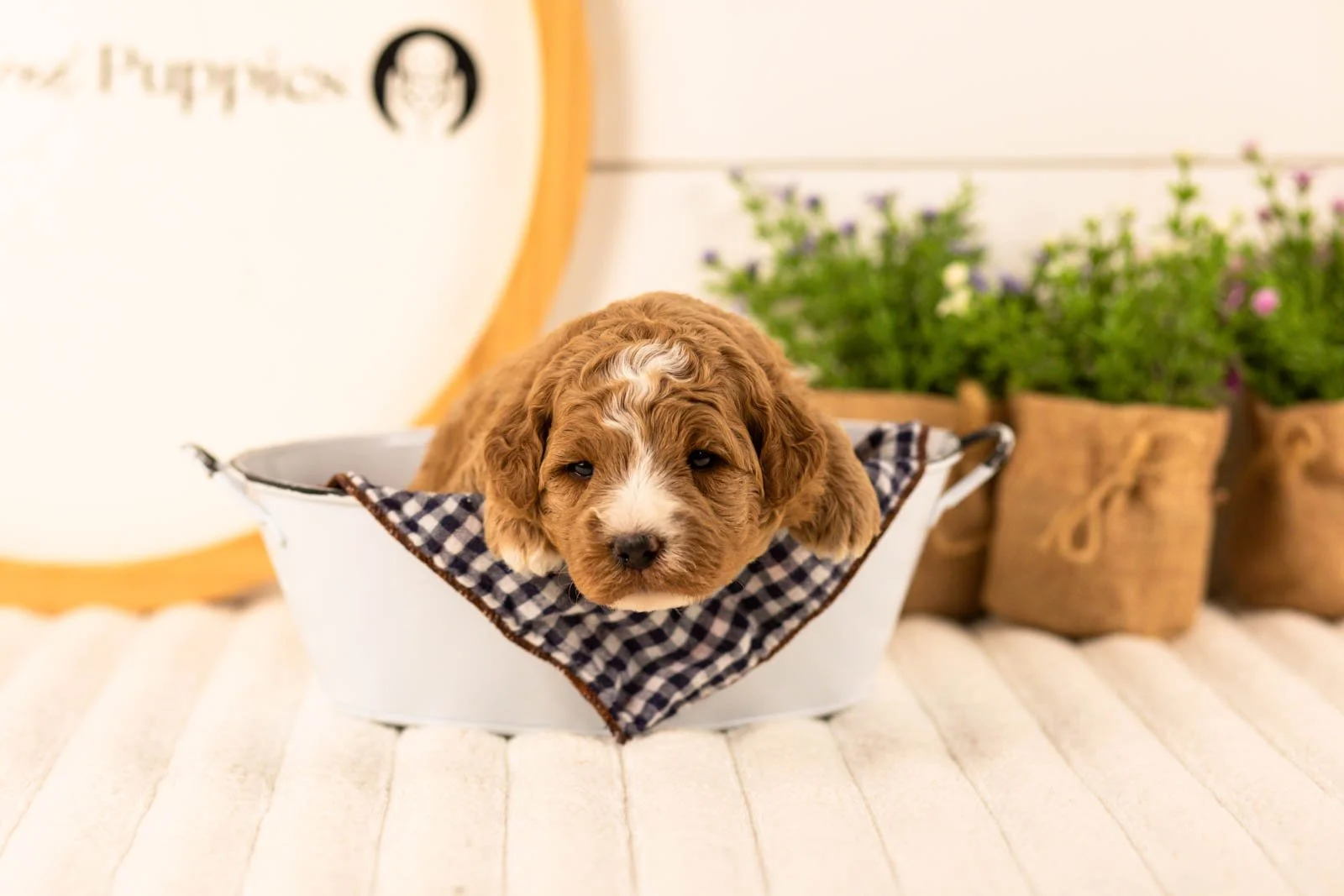 Ivory goldendoodle for sale(3).jpg