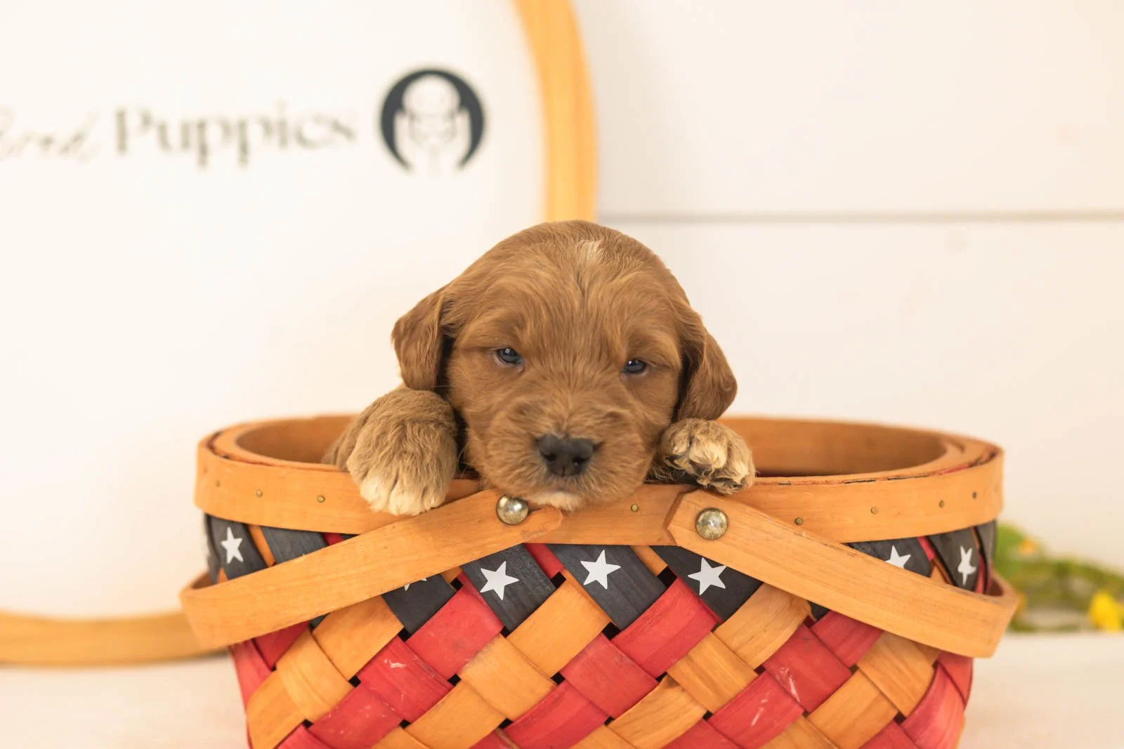Cooper goldendoodle for sale(4).jpg