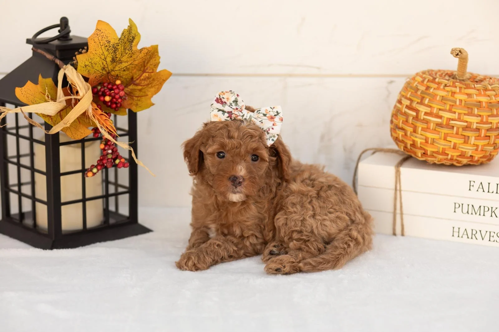 Juliet goldendoodle for sale 5.jpg