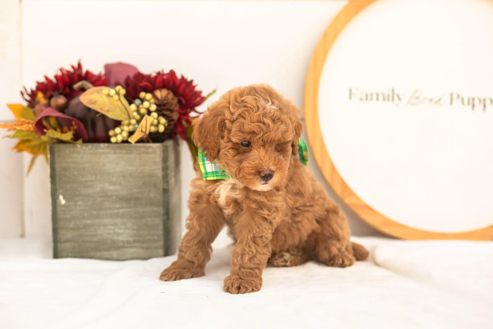 Oriole goldendoodle for sale.jpg
