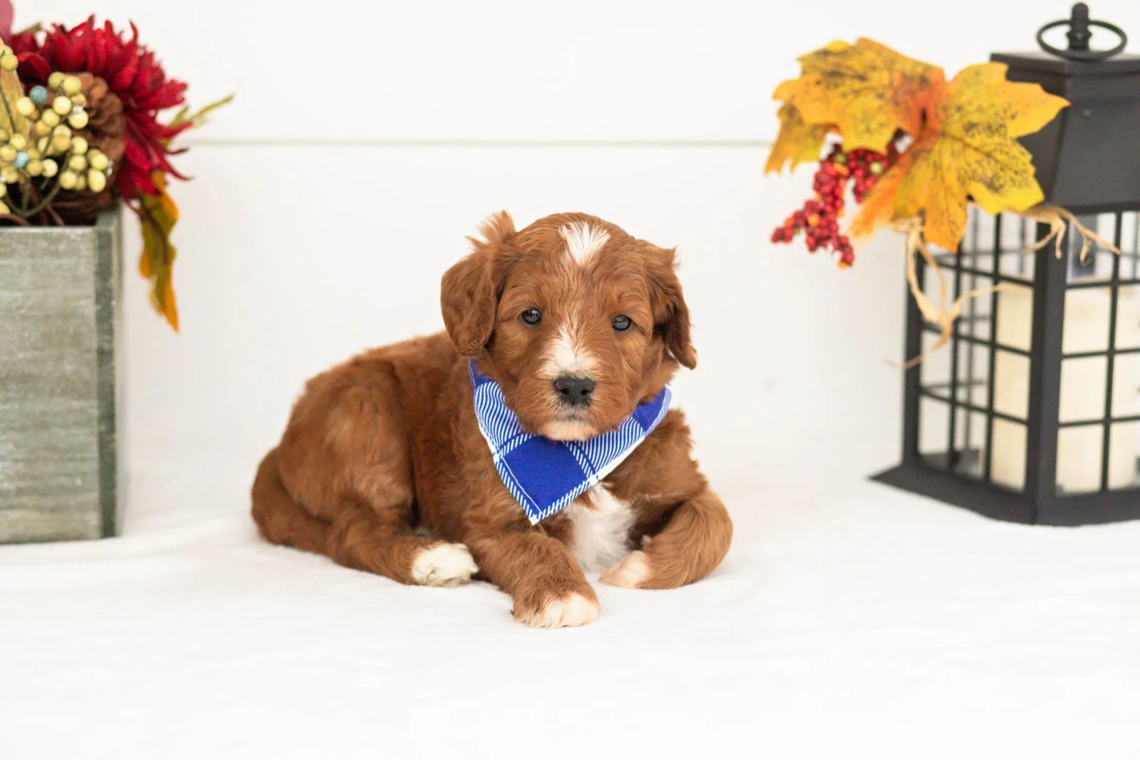 Tigger goldendoodle for sale(1).jpg