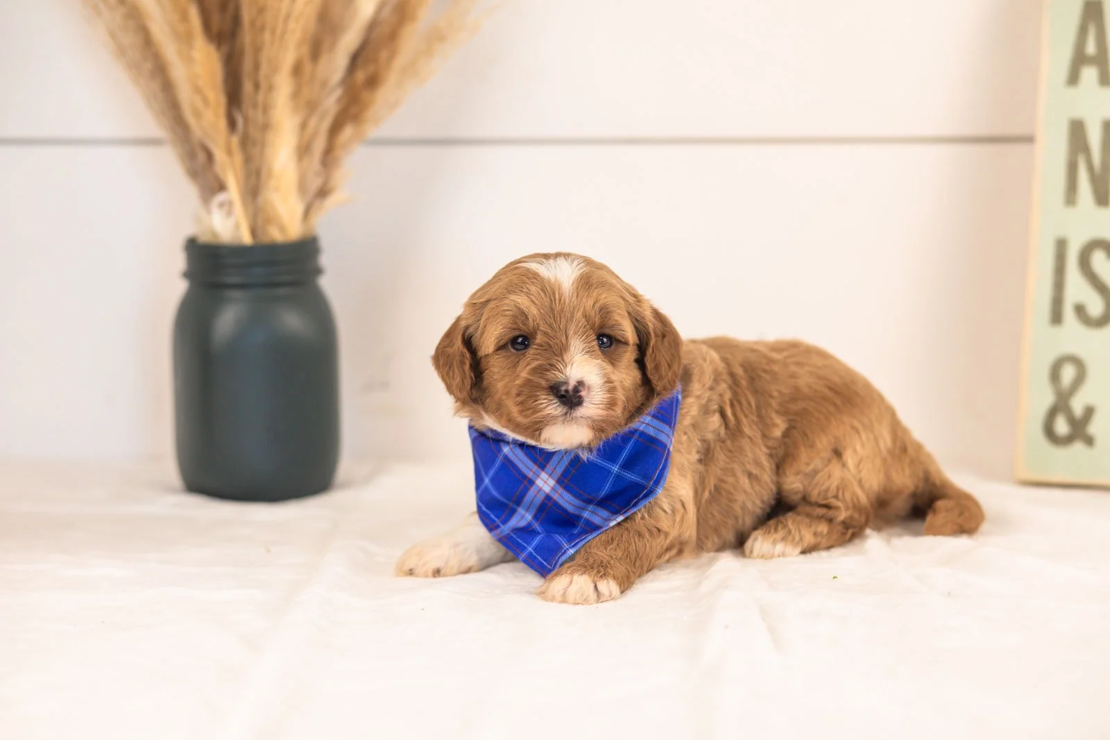 Mariners goldendoodle for sale(1).jpg
