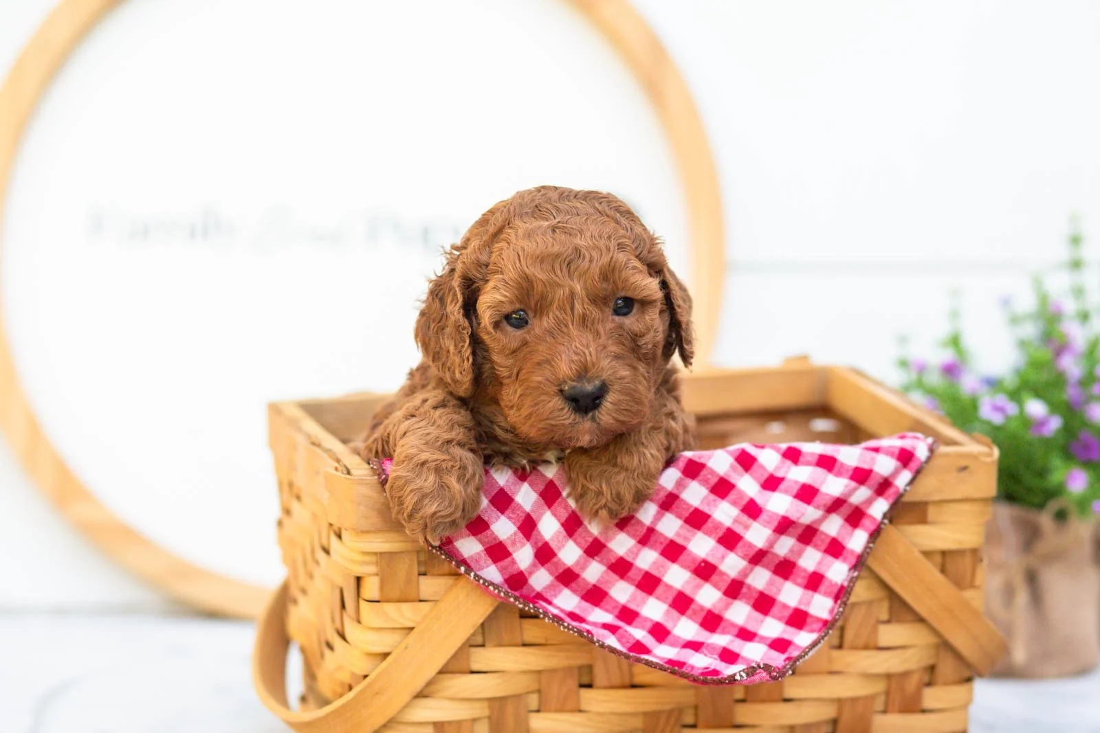 Cocoa goldendoodle for sale(3).jpg
