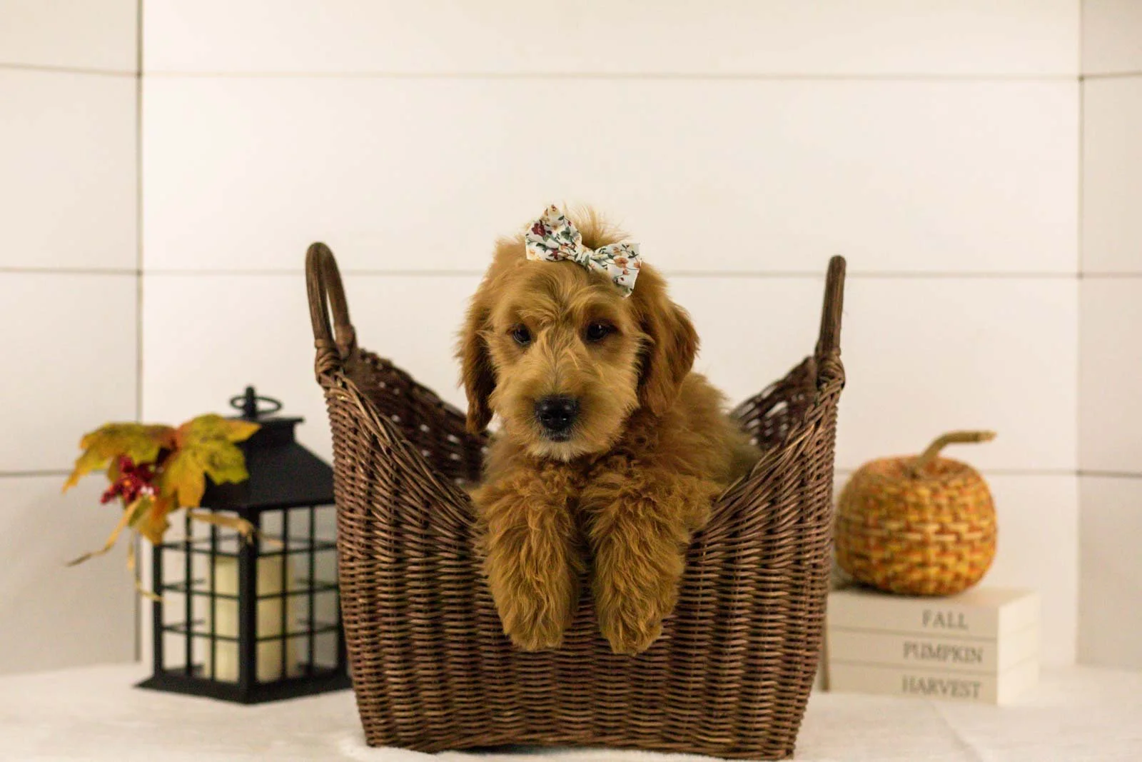 Willow goldendoodle for sale 1.jpg