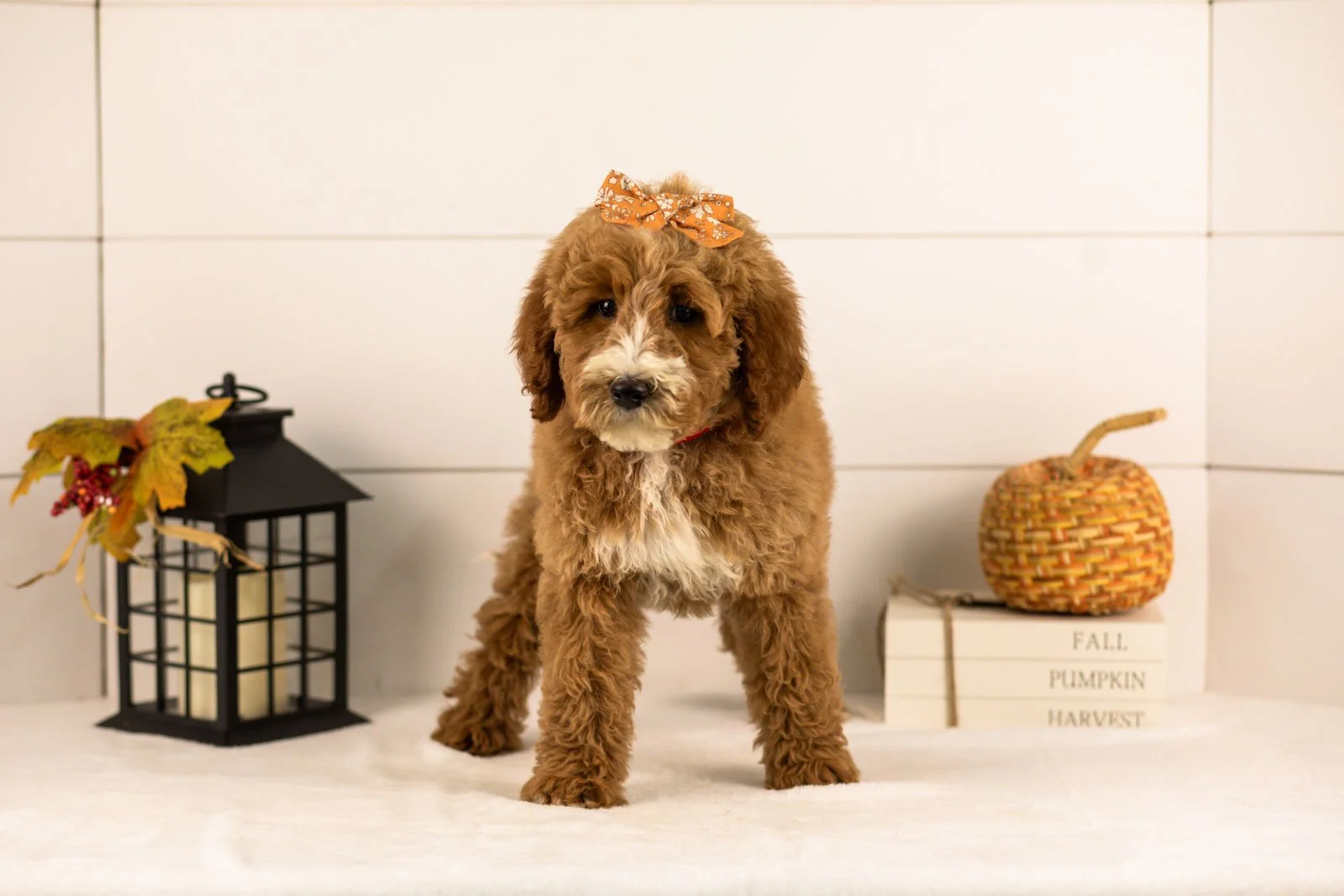 Larisa goldendoodle for sale 3.jpg