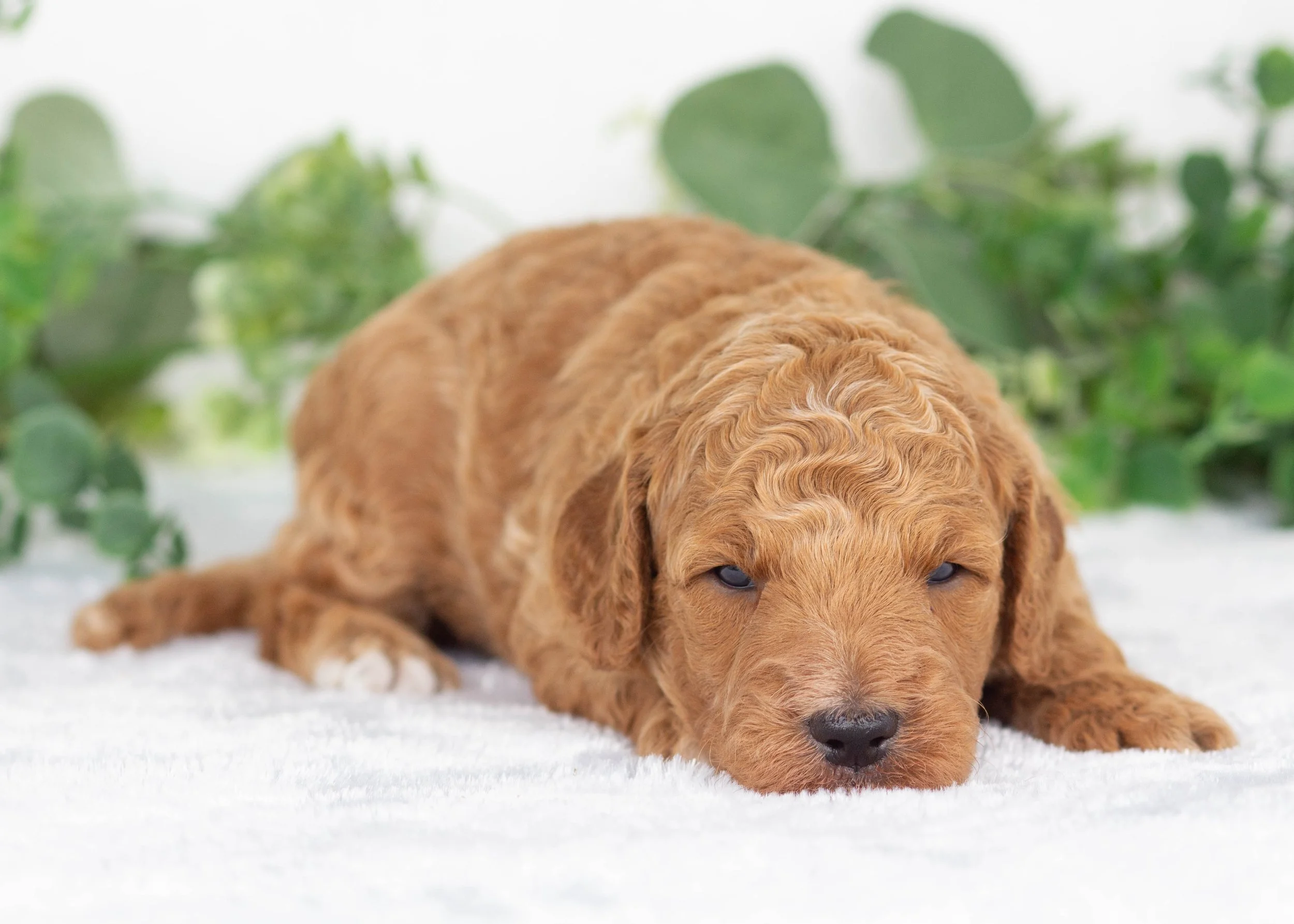 Gobber Goldendoodle for sale(2).jpg