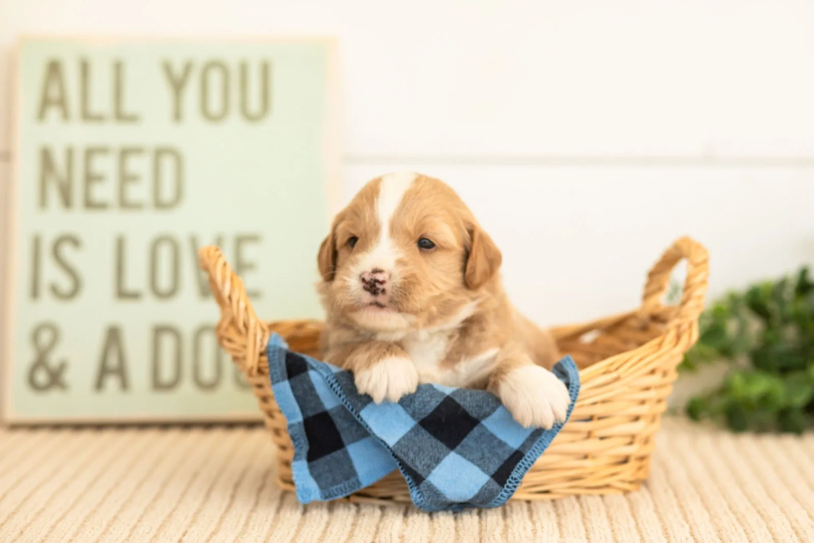 Rusty goldendoodle for sale(2).jpg