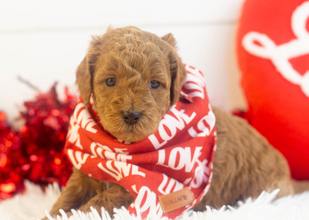 Ram goldendoodle for sale.jpg