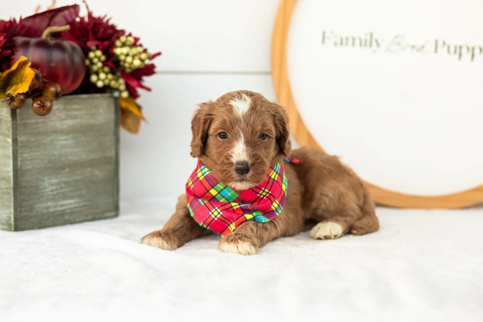 Andes goldendoodle for sale(3).jpg