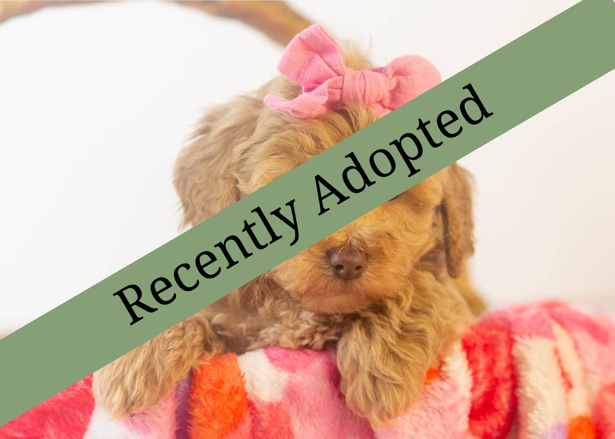 goldendoodle for sale