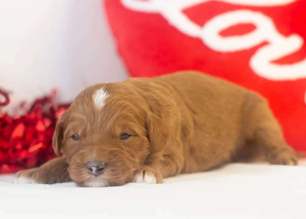 Frank goldendoodle for sale.jpg