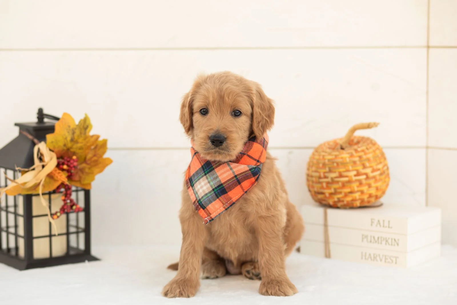Scarecrow goldendoodle for sale 4.jpg