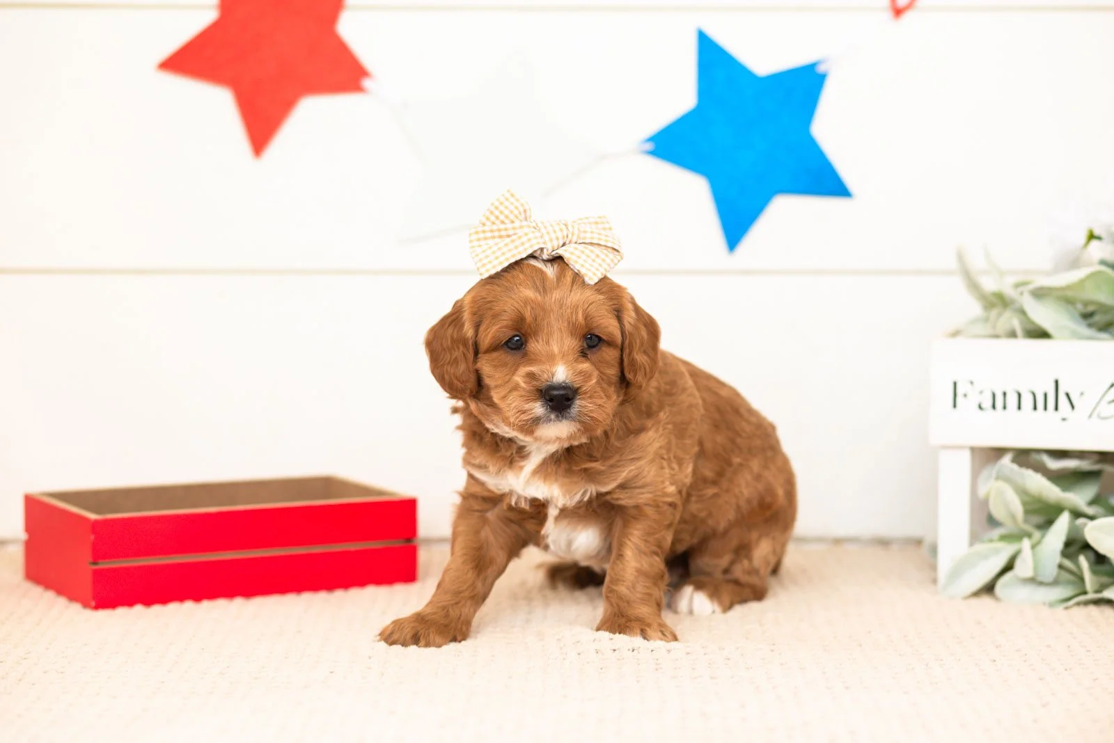 padme goldendoodle for sale(1).jpg