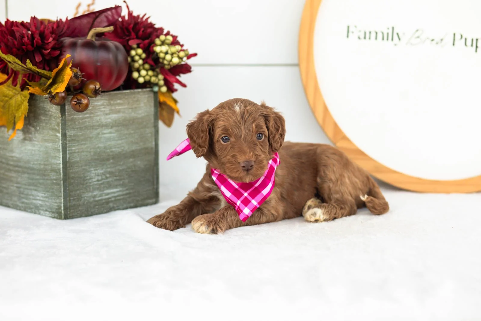 Ozark goldendoodle for sale(2).jpg