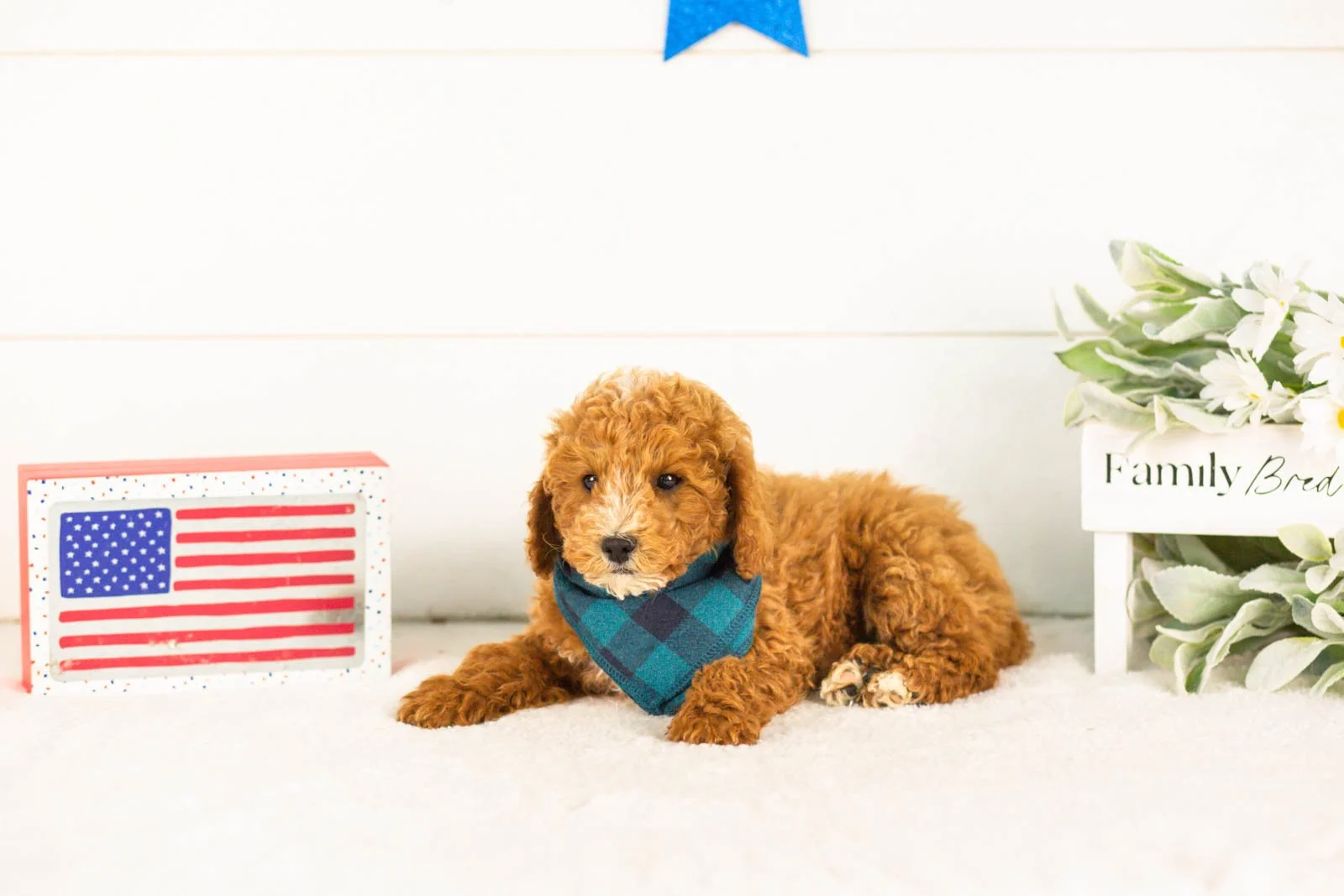 Miles goldendoodle for sale.jpg
