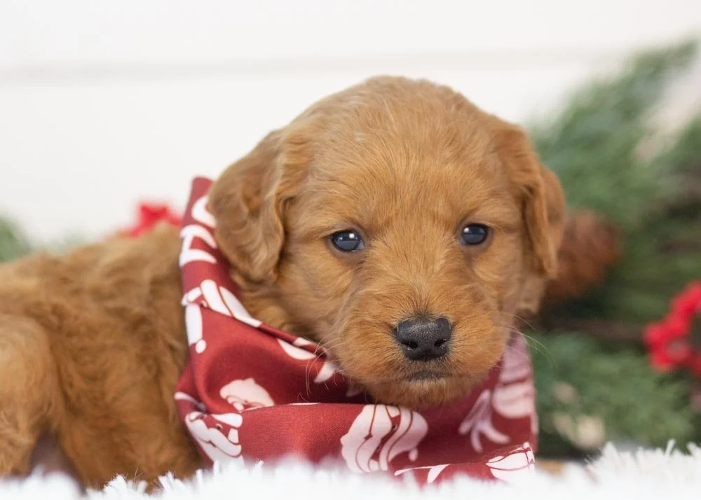 Chestnut goldendoodle for sale(1).jpg
