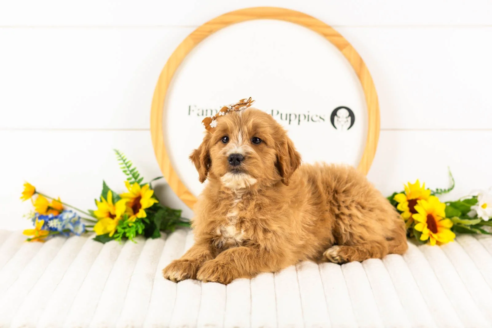 Phoebe goldendoodle for sale.jpg