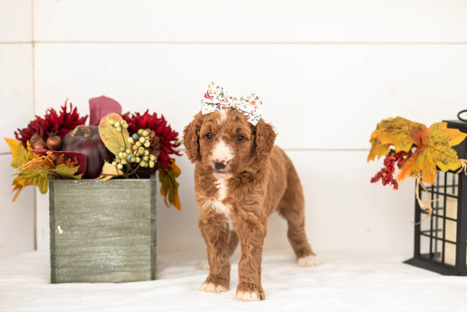 Evelyn goldendoodle for sale.jpg