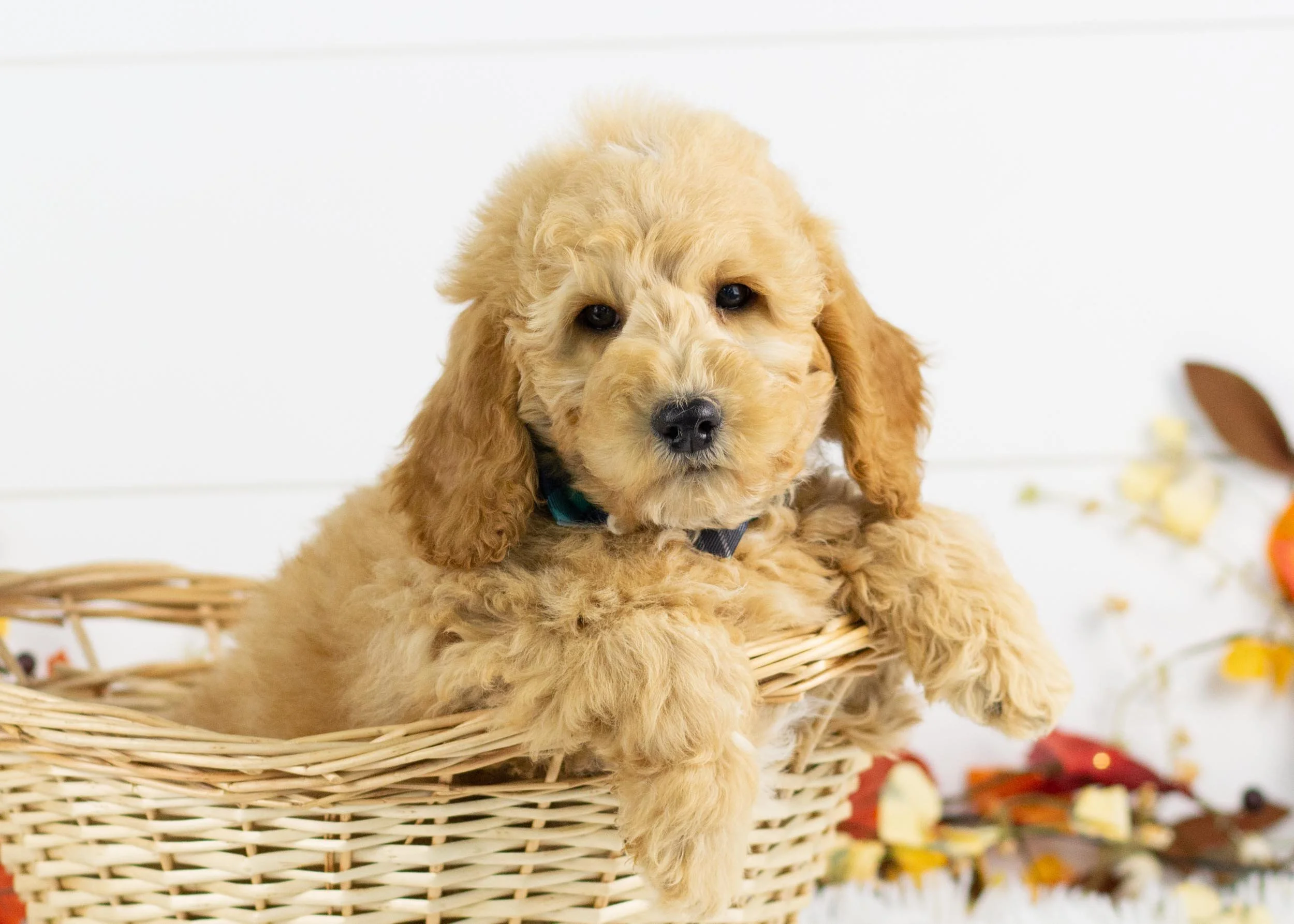 Par goldendoodle for sale(2).jpg