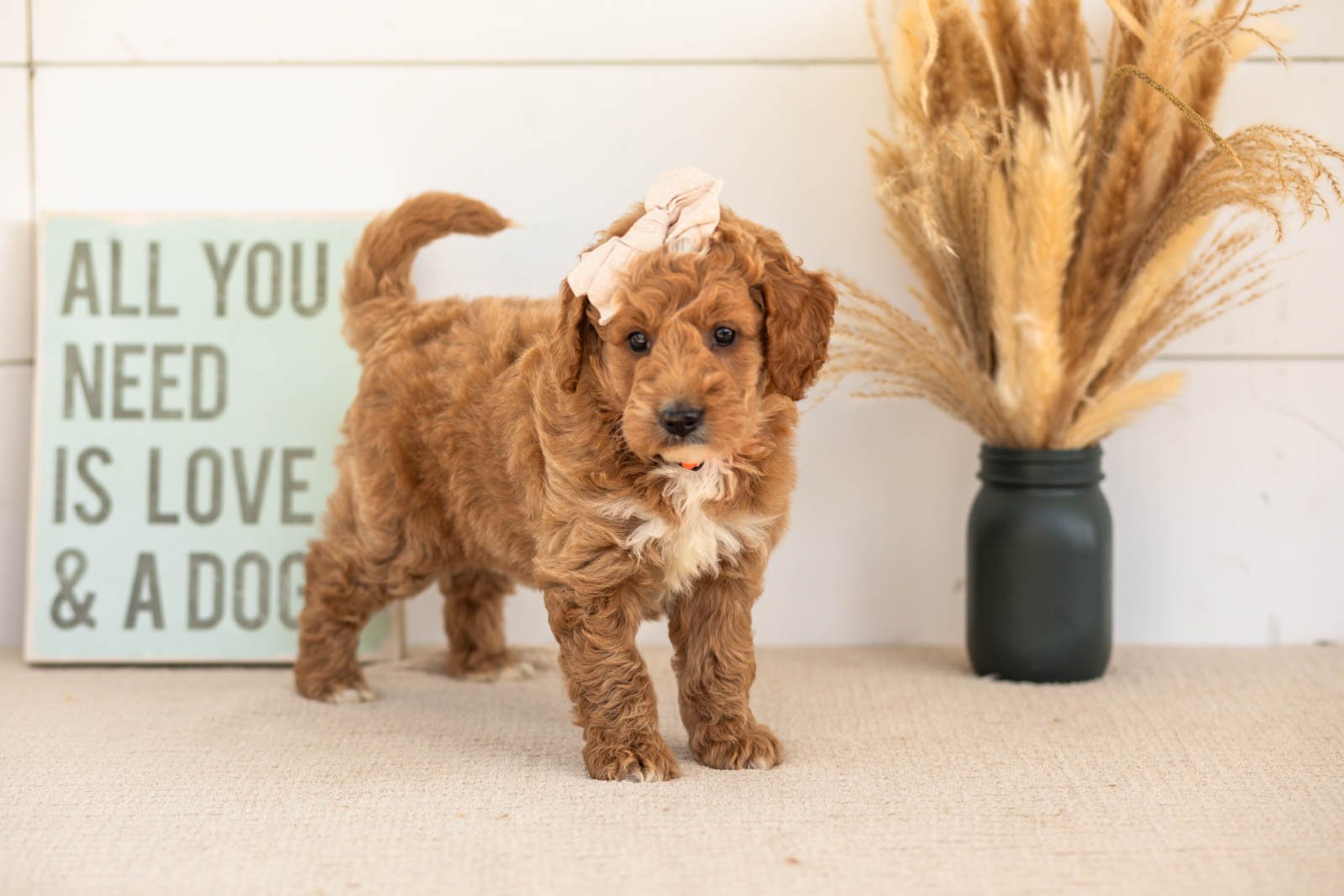 Flora goldendoodle for sale(2).jpg
