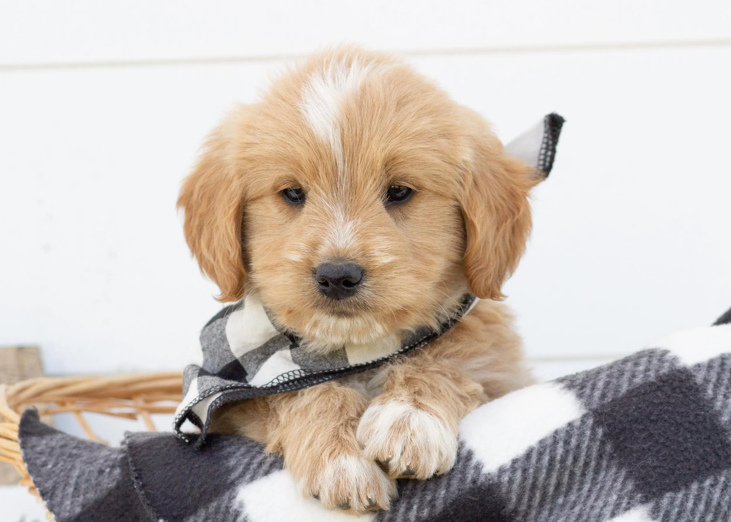 Gouda goldendoodle for sale.jpg