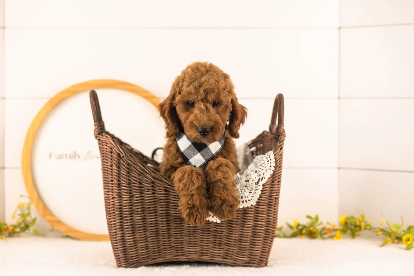 Glacier goldendoodle for sale(2).jpg
