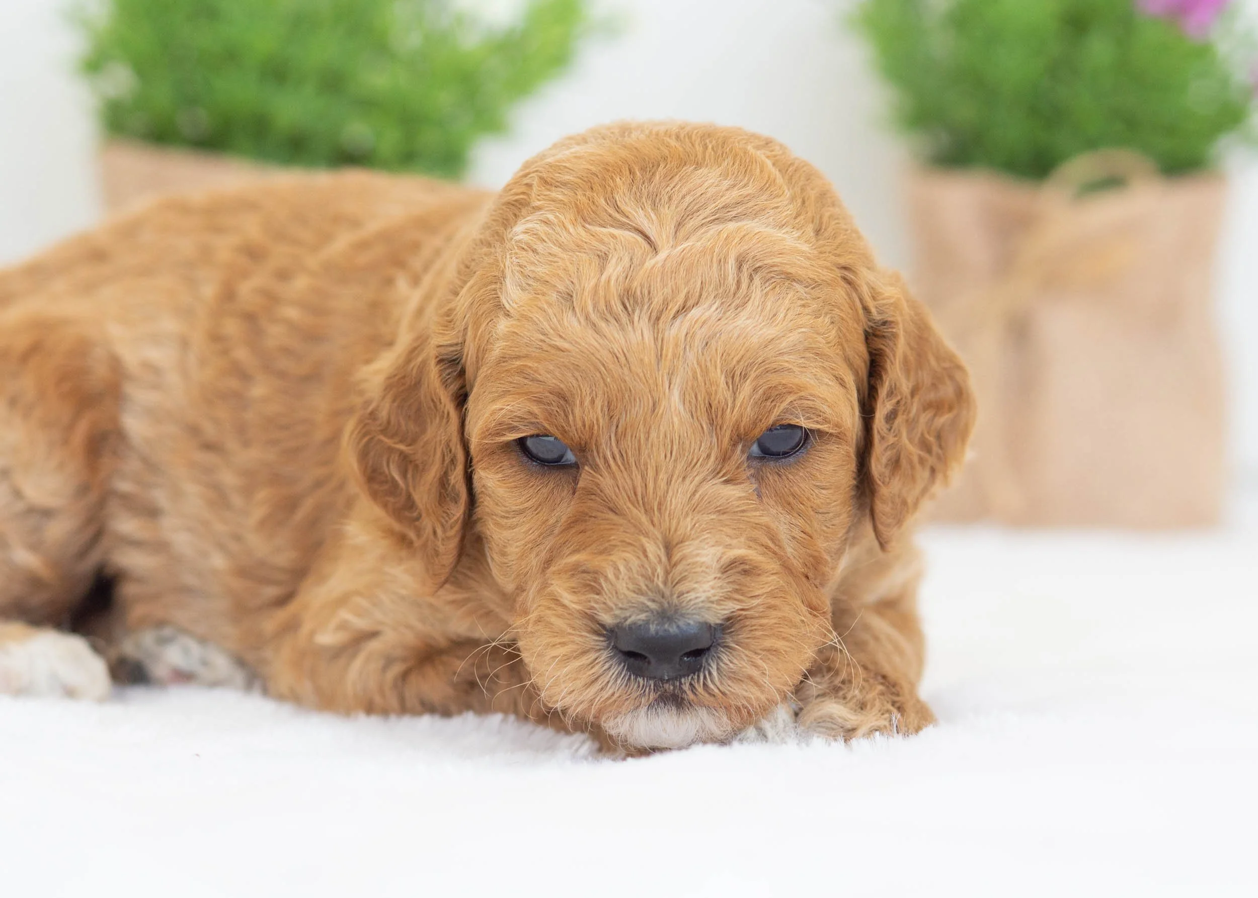 Bunker goldendoodle for sale(1).jpg