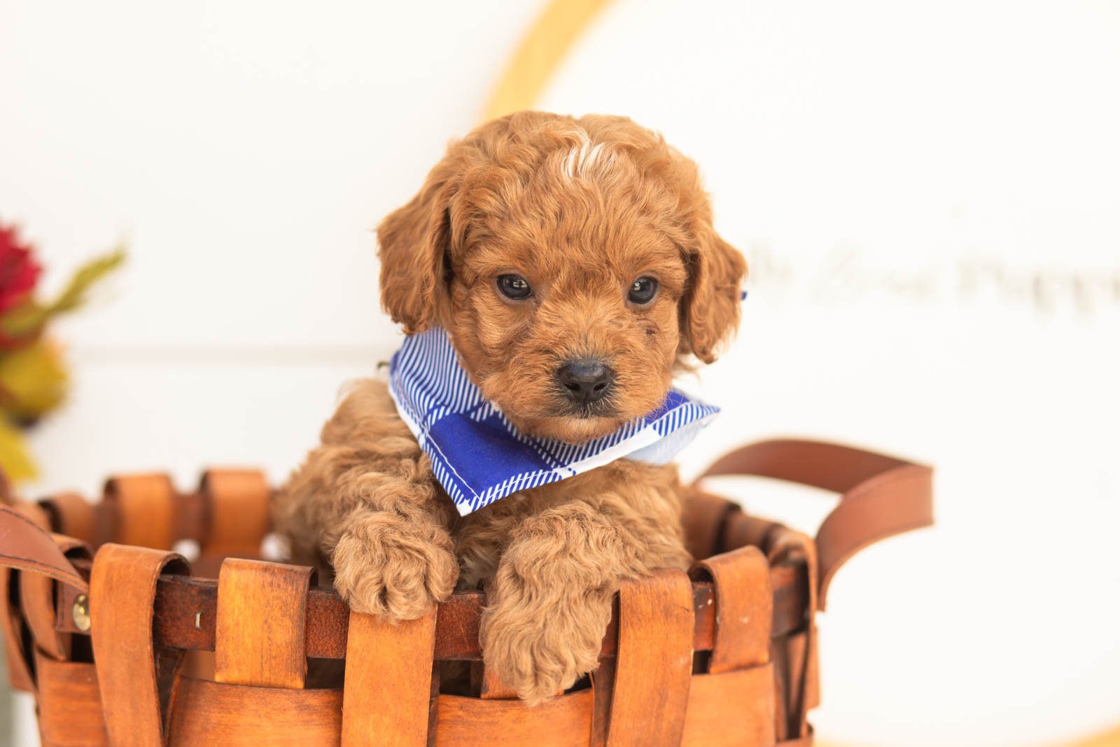 Firefly goldendoodle for sale(4).jpg