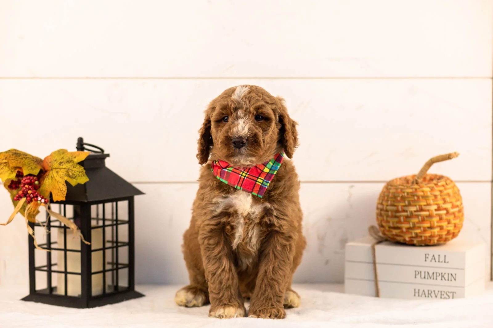Alps goldendoodle for sale 4.jpg