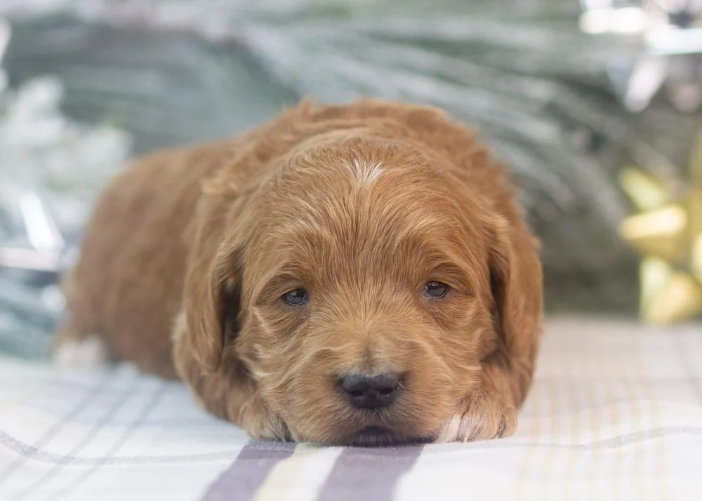 lullaby goldendoodle for sale(1).jpg