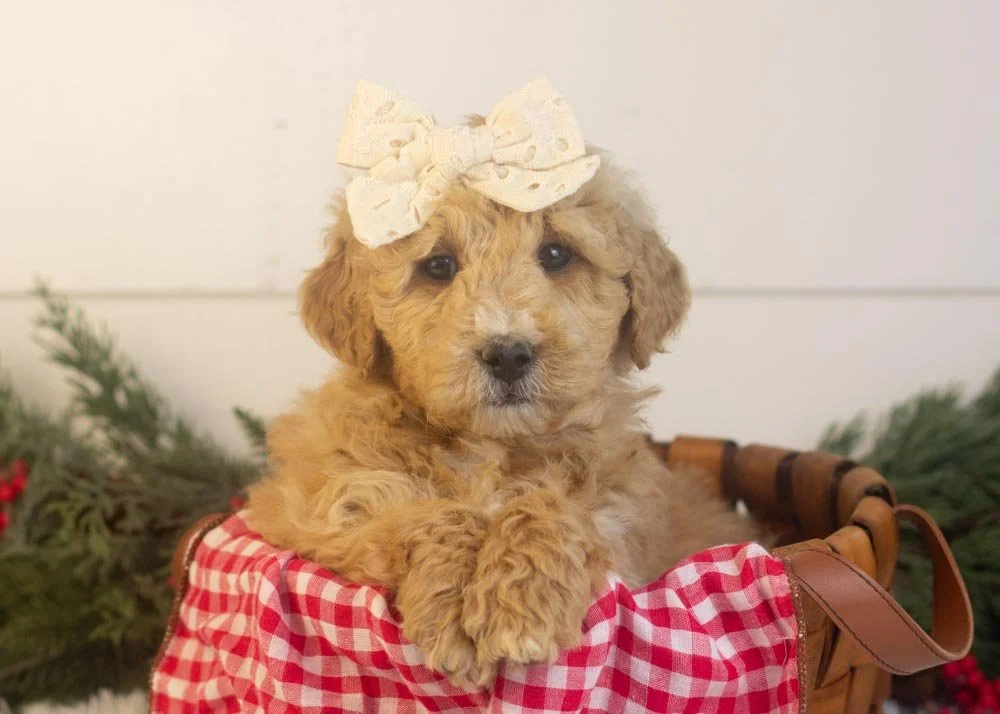 Fox goldendoodle for sale(1).jpg