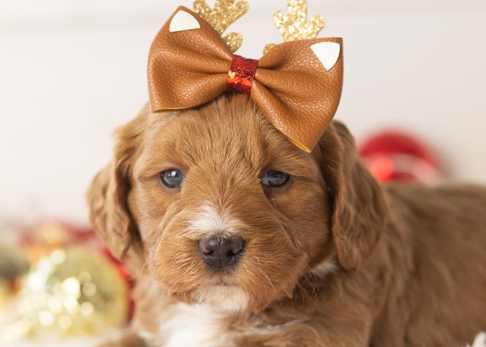 goldendoodle for sale