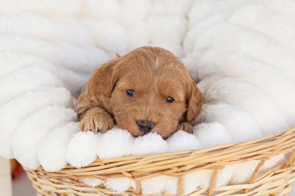 rolls goldendoodle for sale.jpg