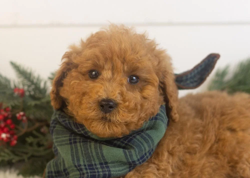 Bear goldendoodle for sale(2).jpg