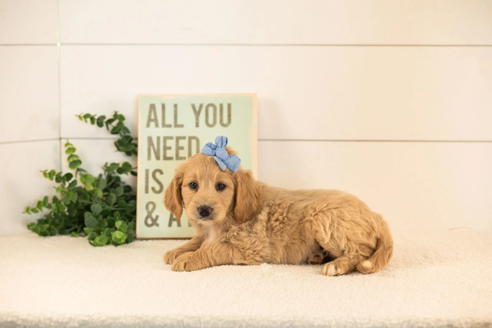 Donna goldendoodle for sale.jpg