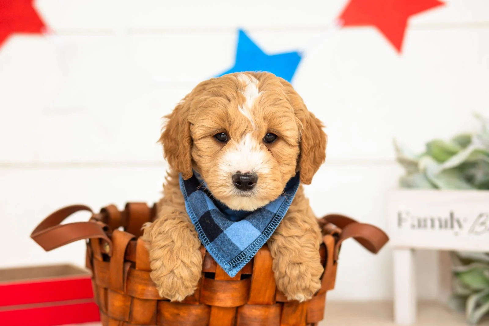 mathew goldendoodle for sale(3).jpg