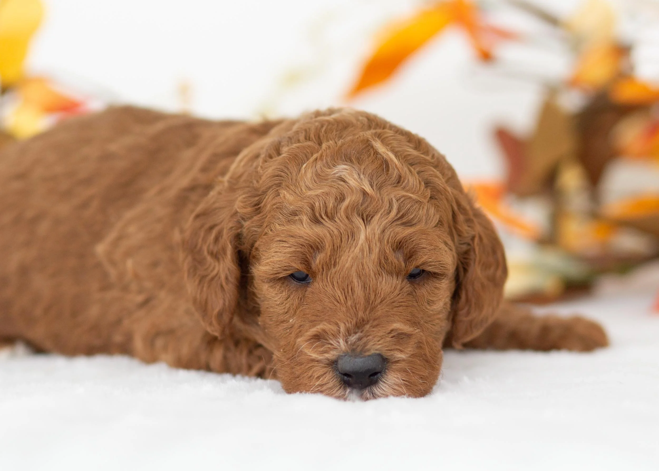 Capri goldendoodle for sale(1).jpg