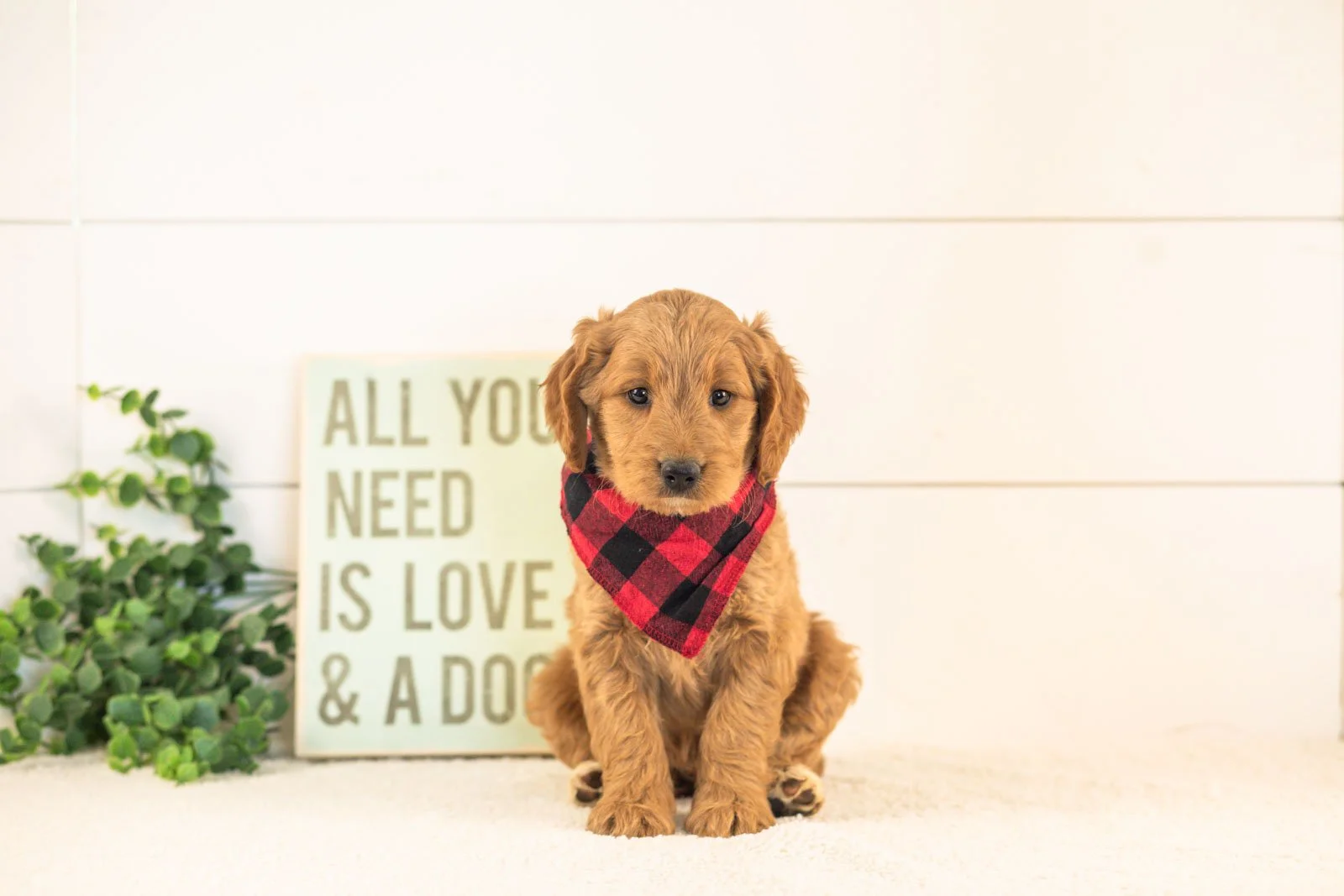 Owen goldendoodle for sale(1).jpg