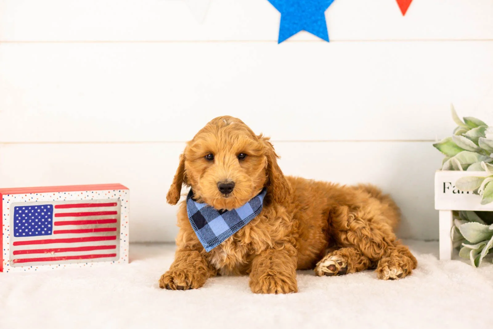 Jim goldendoodle for sale.jpg
