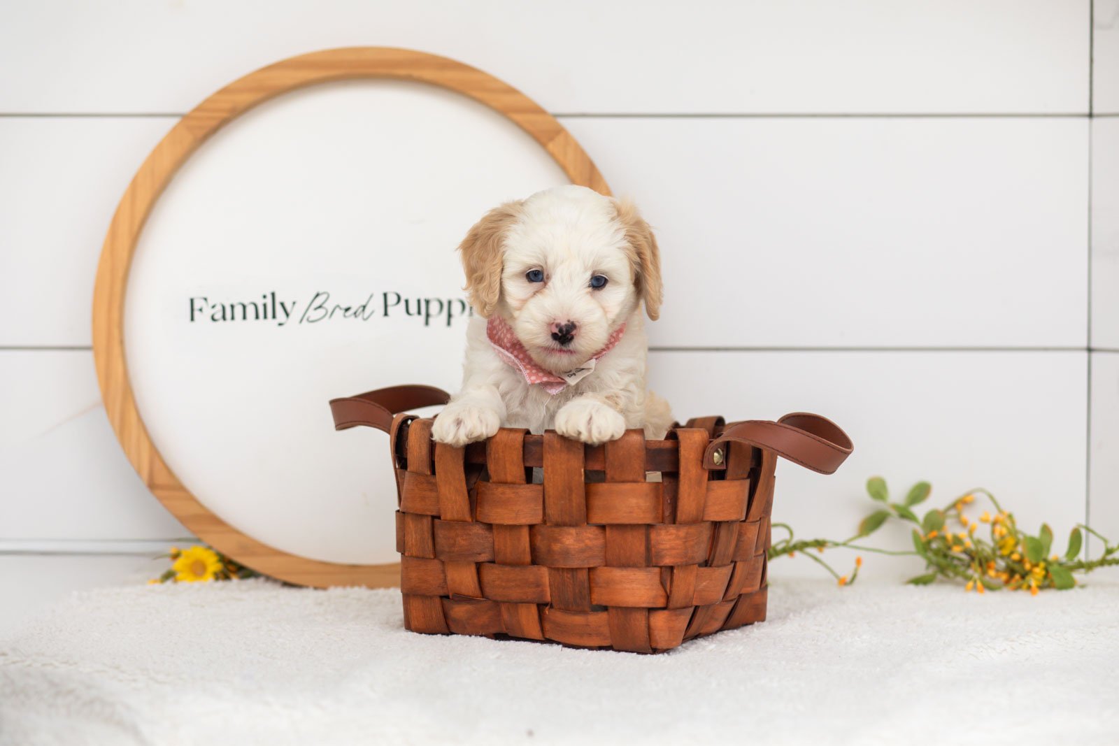 Flash goldendoodle for sale(3).jpg