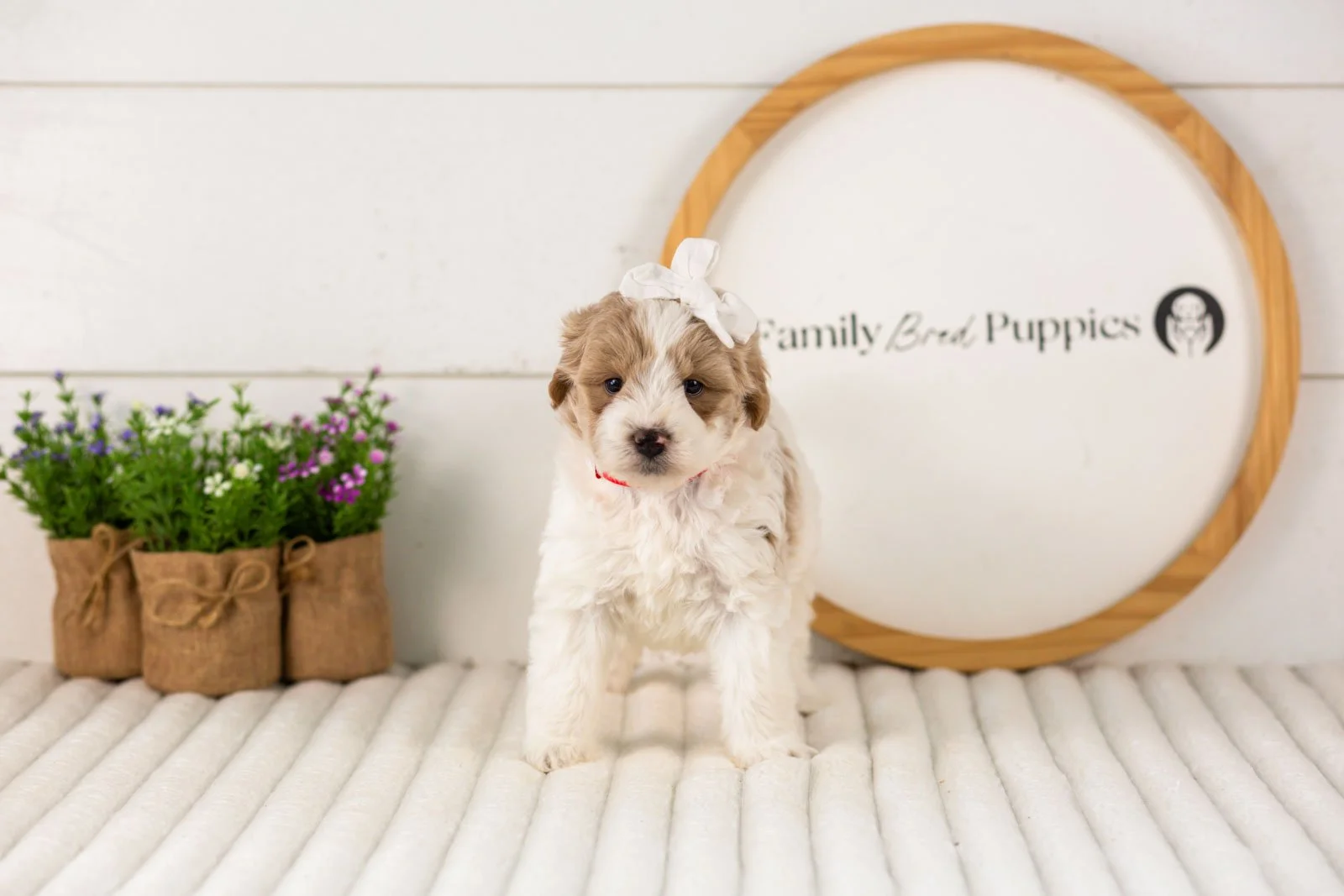 Dee goldendoodle for sale(2).jpg