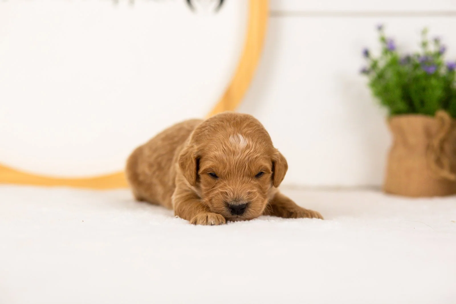 Putzie goldendoodle for sale(2).jpg