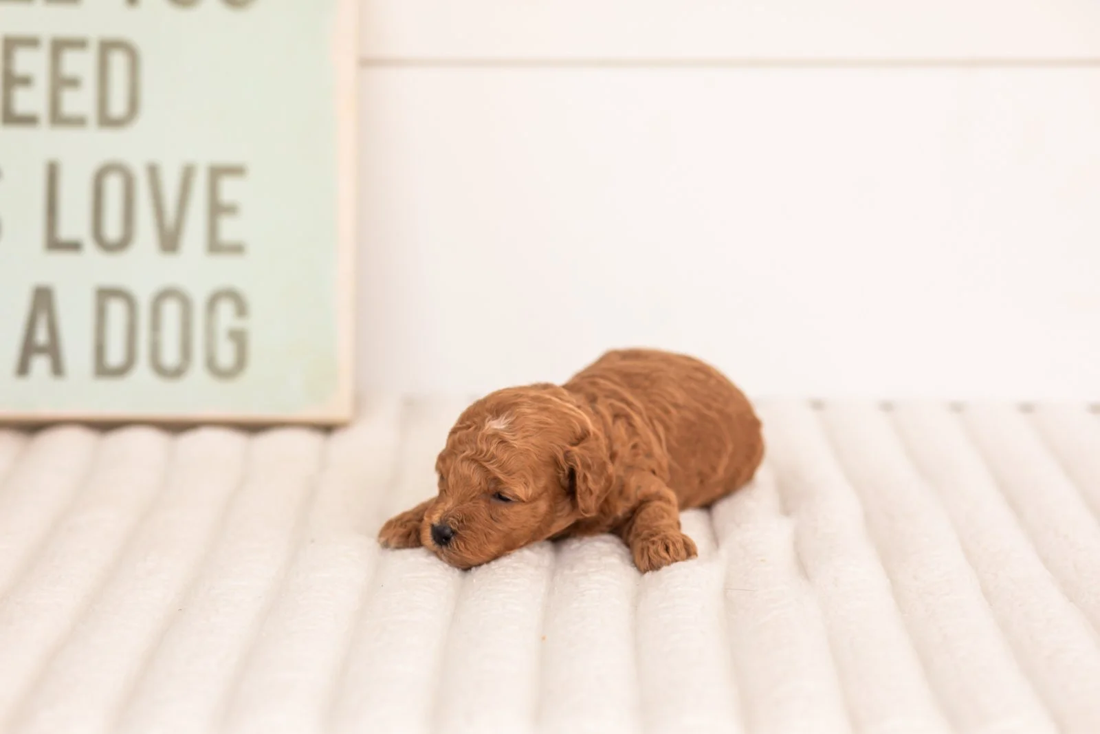 Flannel goldendoodle for sale.jpg