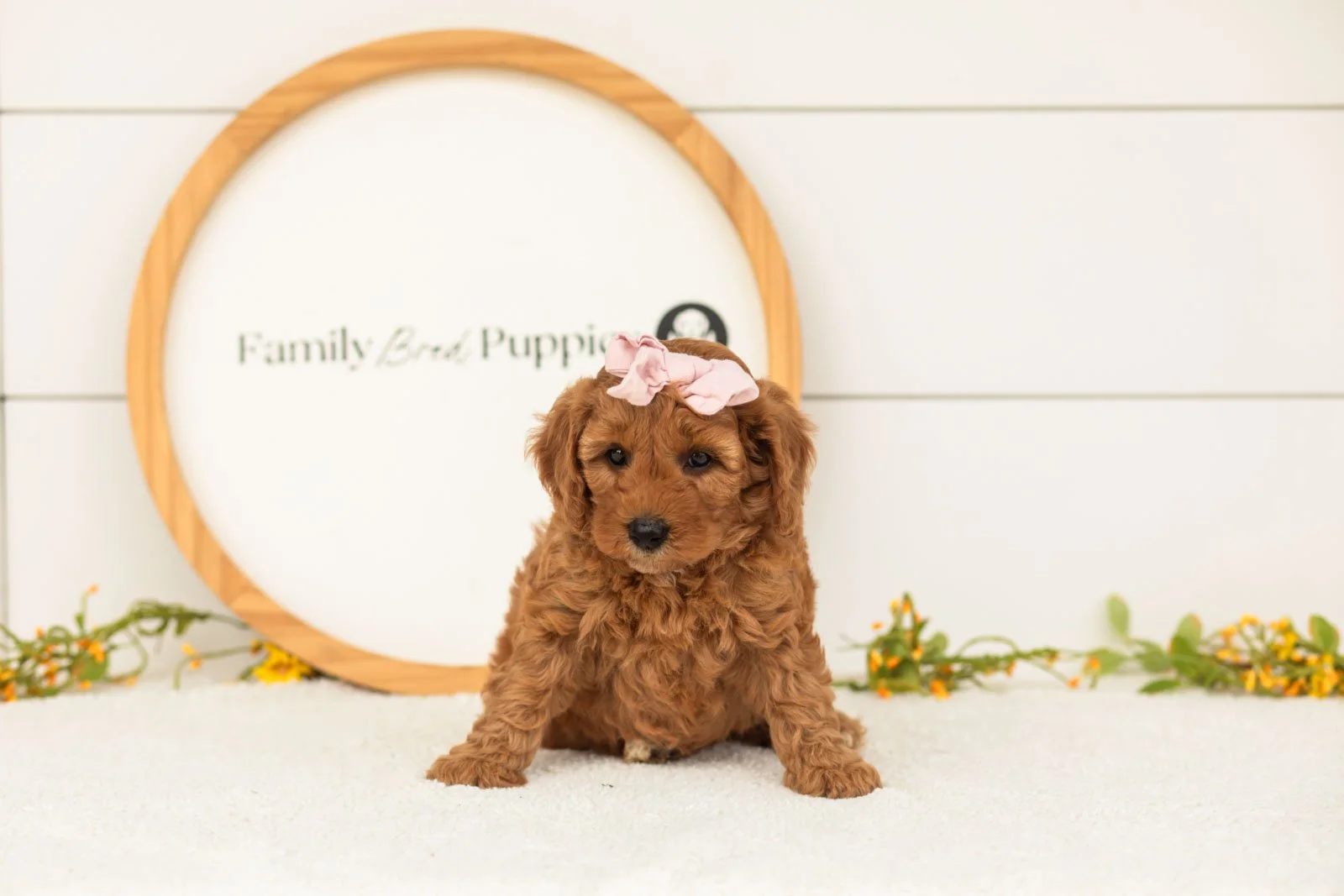 Starlet goldendoodle for sale.jpg