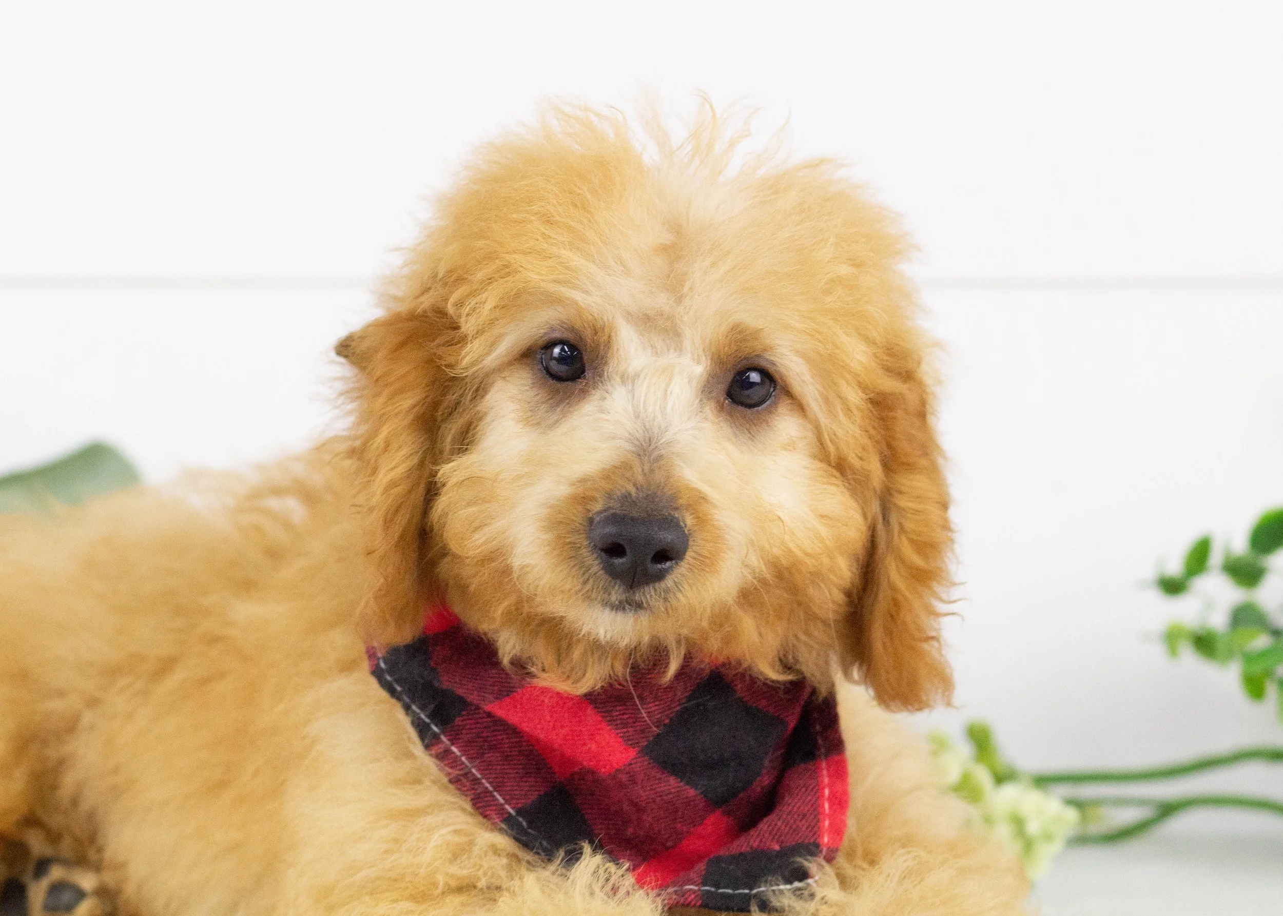 Frankie Goldendoodle for sale.jpg