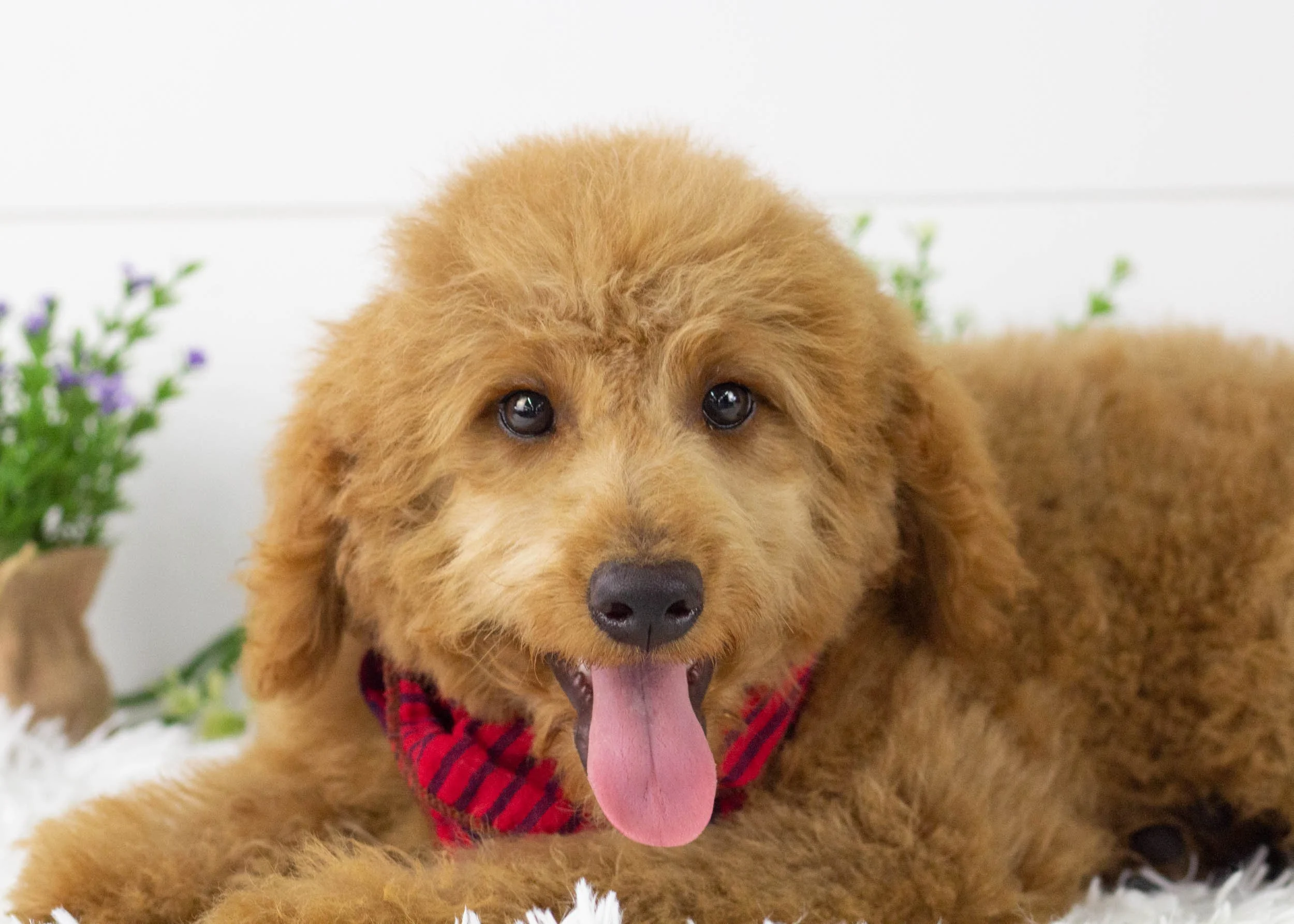 Finn goldendoodle for sale3.jpg